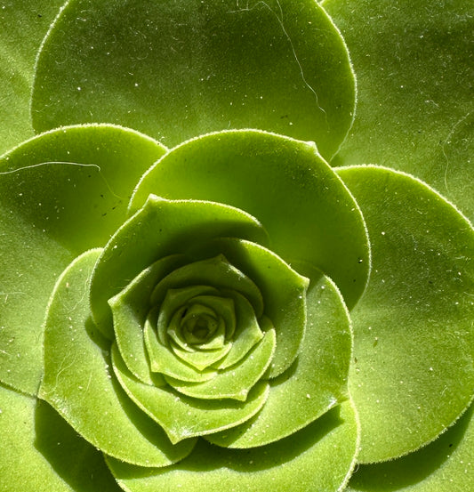 Succulent Spiral