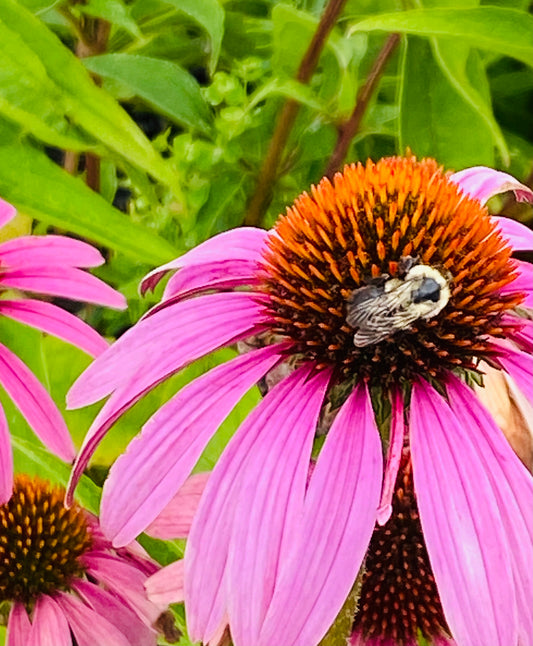 Pollinator's Paradise