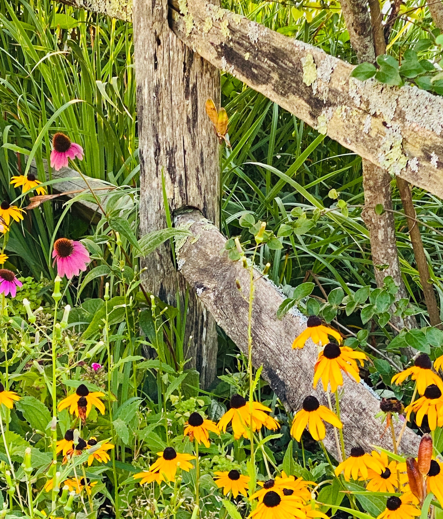 Rustic Bloom