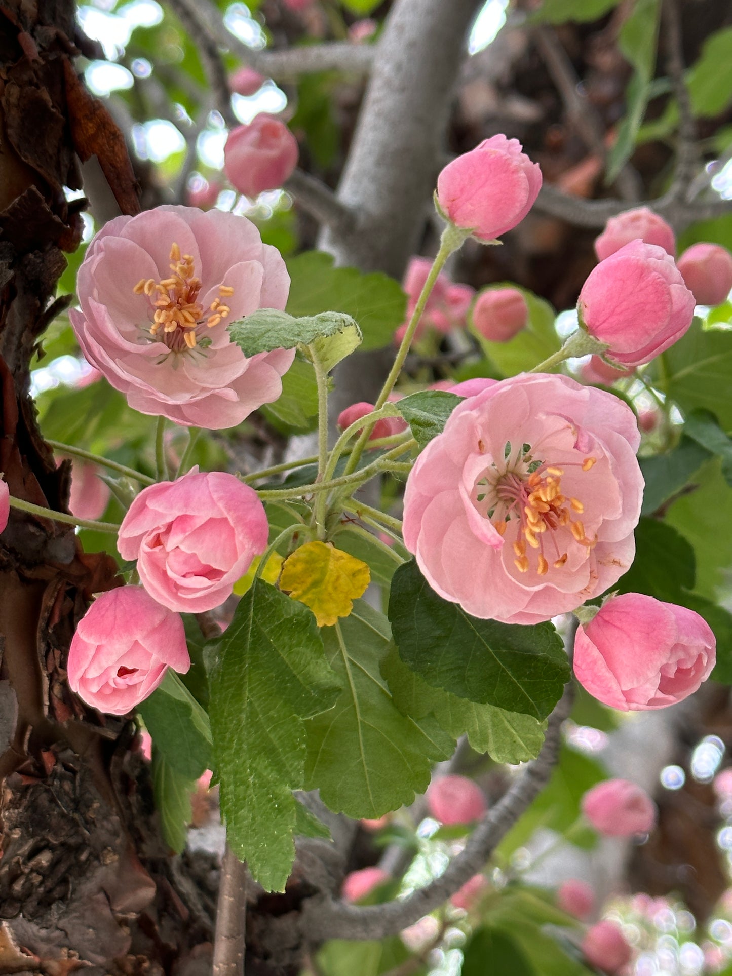 Blush Blossoms