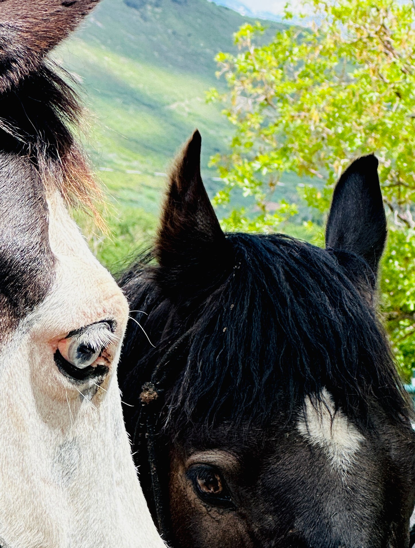 Soulful Eyes