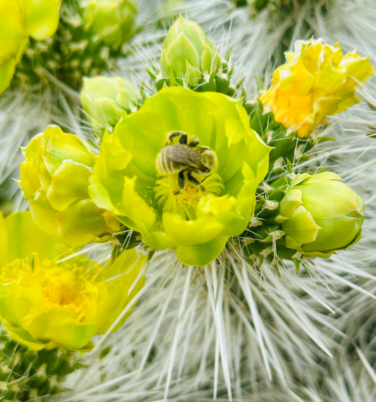 Desert Bloom